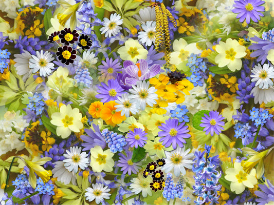 The Language of Flowers: Find The Blossoms for Her